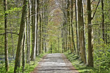 Sihirli orman Halle bluebell çiçekler ile sabah