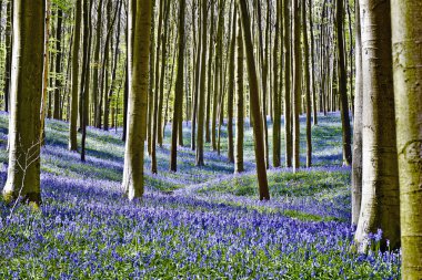 Sihirli orman Halle bluebell çiçekler ile sabah