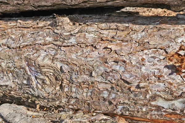 Detalhe de uma árvore empilhada fresca — Fotografia de Stock