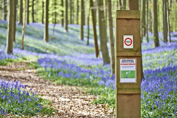 Zauberhafter Morgen im Saalwald mit Blauglockenblumen — Stockfoto