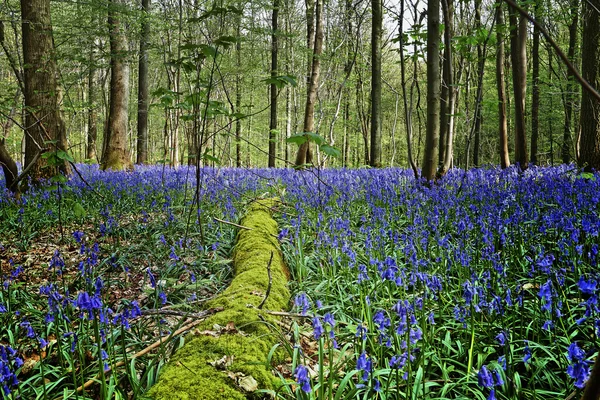 Manhã mágica na floresta de Halle com flores de sino azul — Fotografia de Stock