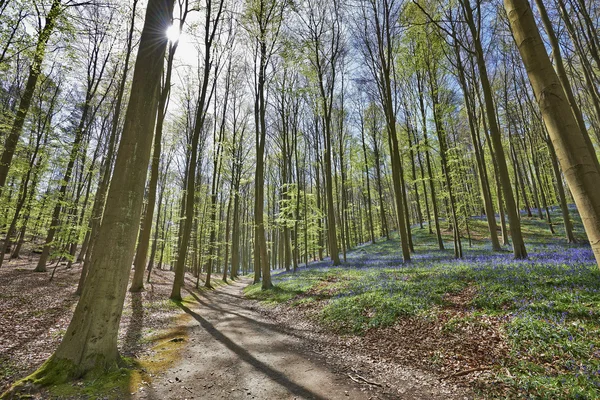 Manhã mágica na floresta de Halle com flores de sino azul — Fotografia de Stock
