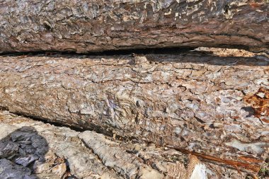 Ayrıntılı bir taze ağaç Kazıklı