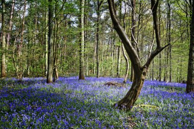 Sihirli orman Halle bluebell çiçekler ile sabah