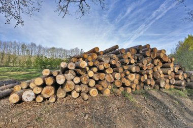 taze kazıklı ağaç