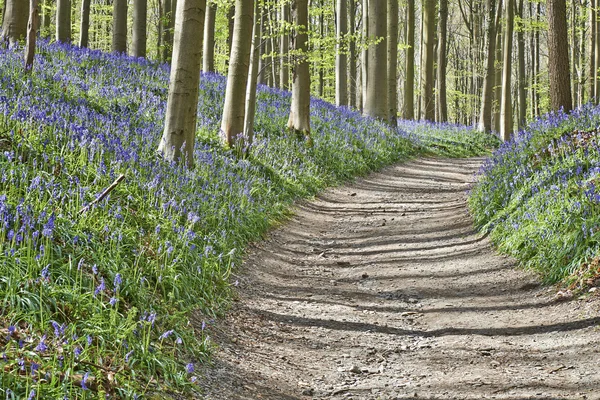 Manhã mágica na floresta de Halle com flores de sino azul — Fotografia de Stock