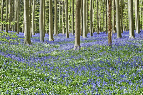 Mattina magica nella foresta di Halle con fiori di BlueBell — Foto Stock