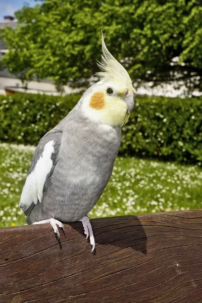 Closeup of a nymphicus hollandicus cockatiel — Stock Photo, Image