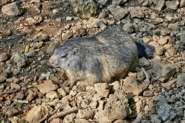 岩で休むブラウン マーモット — ストック写真