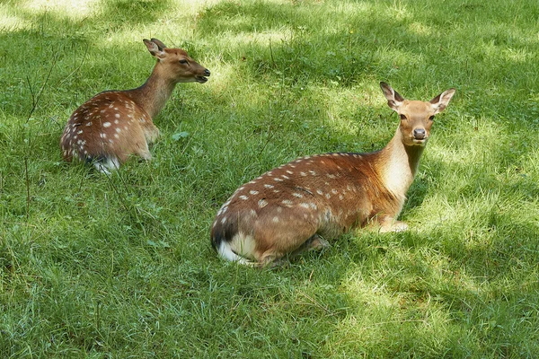 Dois cervos em um prado aberto — Fotografia de Stock