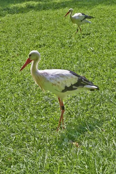 White stork walking on the grass — Stock Photo, Image