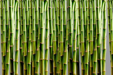 Öndeki yeşil Bambu duvarı