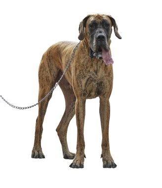 kira kontratı ile büyük Danua köpek ayakta