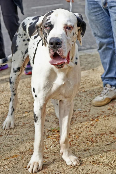 Een grote Duitse Dog hond staan met riem. — Stockfoto