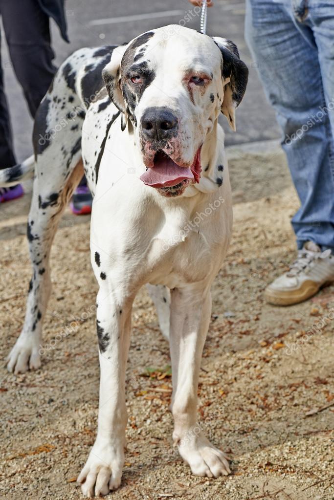 A large Dane dog standing with leash. Stock by 54282859