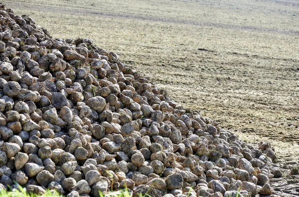 Pila di barbabietola da zucchero al campo dopo il raccolto — Foto Stock