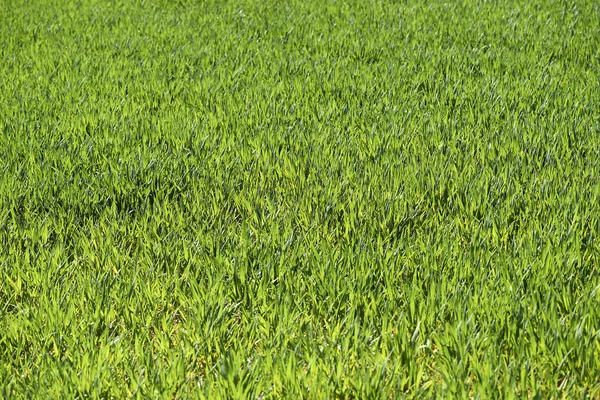 Groen veld met weinig diepe focus — Stockfoto