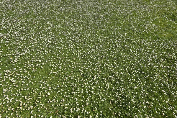 Herbe verte avec des fleurs de marguerite — Photo