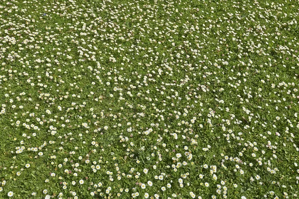 Groen gras met madeliefjebloemen — Stockfoto