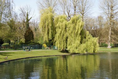 Ağlayan söğüt ağacının altında