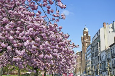 Japon kiraz ağaçları