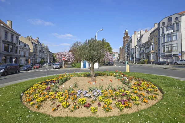 Olivier tree, flower bed and japanese cherry trees — Stock Photo, Image