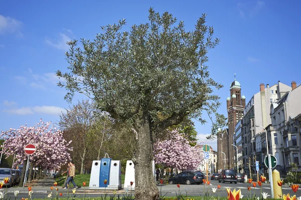 Олів'є дерево в місті — стокове фото