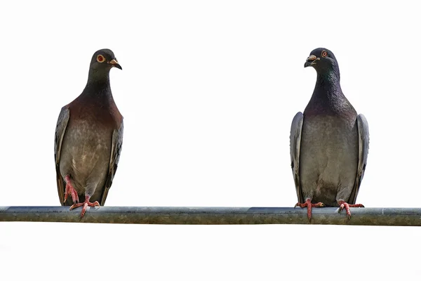 Dois pombos em uma barra de metal — Fotografia de Stock