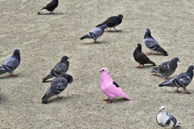 Bir pembe güvercin fark