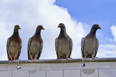 Four young pigeons on a metal bar