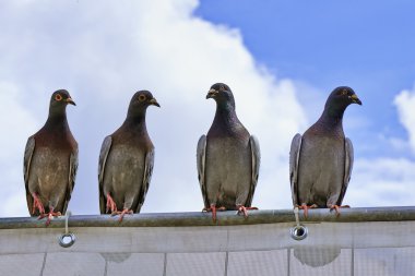 Metal bir çubuk üzerinde dört genç güvercinler