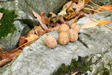 Dışarıdaki kayalıklarda çiğ fındık