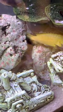 Afrika cichlidleri akvaryumlarda çok popüler bir balık ailesidir..