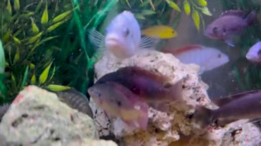 Afrika cichlidleri akvaryumlarda çok popüler bir balık ailesidir..