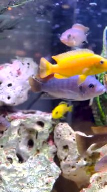 Afrika cichlidleri akvaryumlarda çok popüler bir balık ailesidir..