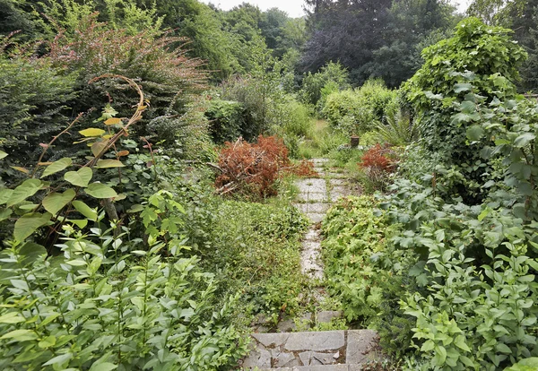 Giardino abbandonato con fogliame verde pazzo — Foto Stock