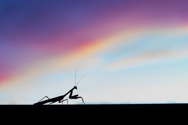Preying Mantis silhouette con sfondo cielo tramonto Foto Stock