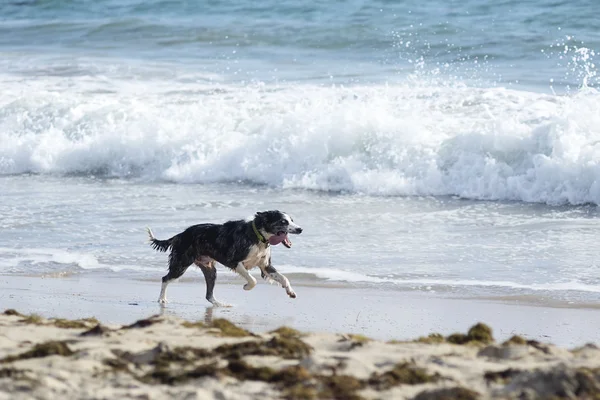 Dog running on a beach — Stock Photo, Image