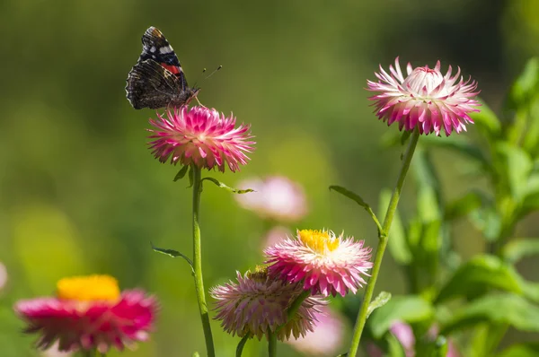 Red Admiral butterfly on Strawflower — Stock Photo, Image