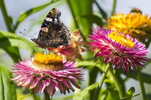 Amiralen fjäril på Strawflower — Stockfoto