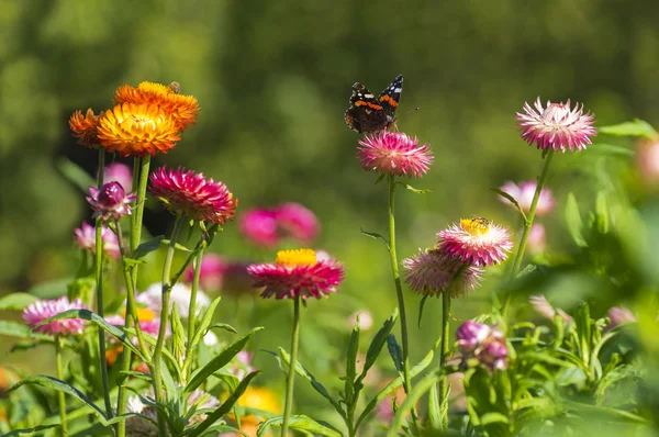 Admirál červený motýl na Strawflower — Stock fotografie