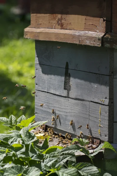 Ve včelařství se včely úl — Stock fotografie