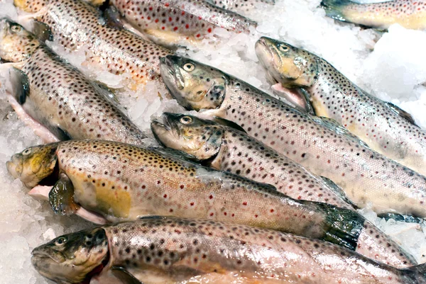 Brown trout — Stock Photo, Image