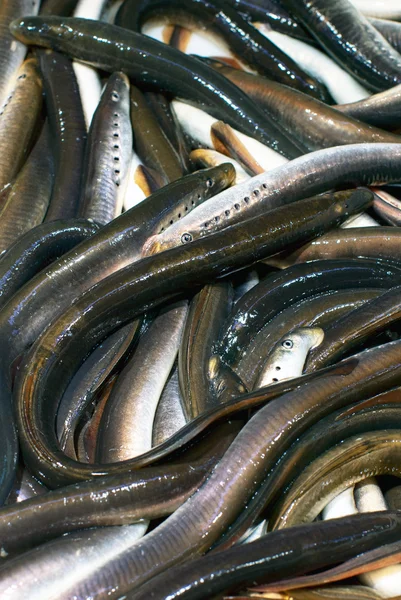 Fresh eels — Stock Photo, Image