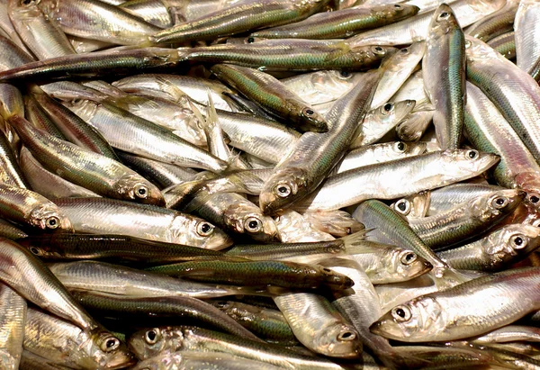 Herring — Stock Photo, Image