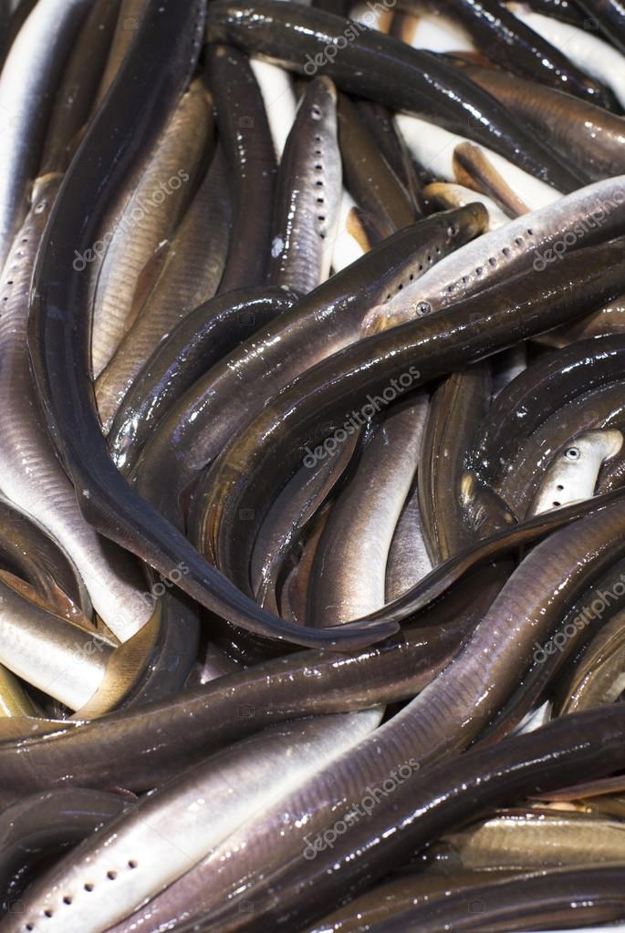 Fresh eels Stock Photo by ©Nevada31 58191563