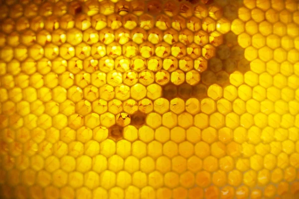 Arany lépek teljes méz — Stock Fotó