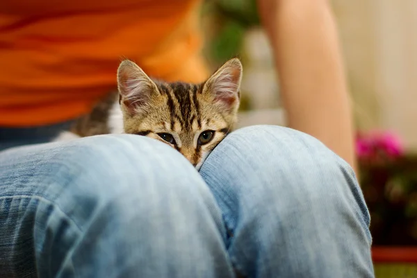 Котенок на коленях — стоковое фото