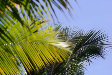 Palmiye ağaçları ve gökyüzü