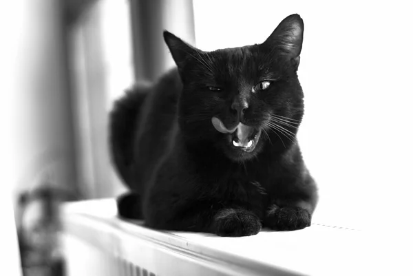 Black cat expressions — Stock Photo, Image